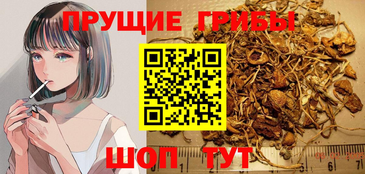 Псилоцибиновые грибы Psilocybine cubensis Петропавловск-Камчатский